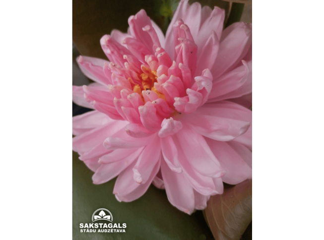 Nymphaea   'Lily Pons'